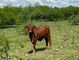 220  Droughtmaster Cows & Calves