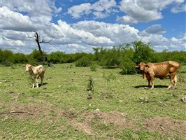 220  Droughtmaster Cows & Calves