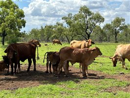 220  Droughtmaster Cows & Calves