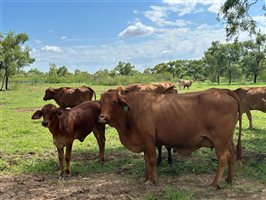 220  Droughtmaster Cows & Calves