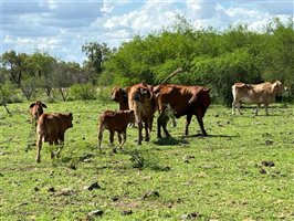 220  Droughtmaster Cows & Calves