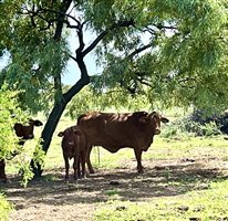 220  Droughtmaster Cows & Calves