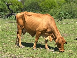 220  Droughtmaster Cows & Calves