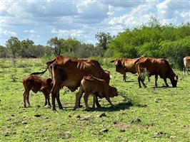 220  Droughtmaster Cows & Calves