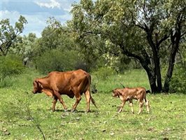 220  Droughtmaster Cows & Calves