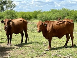 220  Droughtmaster Cows & Calves