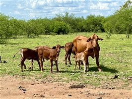 220  Droughtmaster Cows & Calves