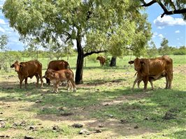 220  Droughtmaster Cows & Calves