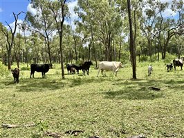 500  Brangus Cows & Calves