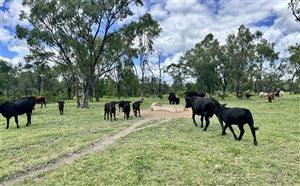 500  Brangus Cows & Calves