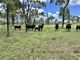 500  Brangus Cows & Calves