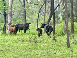 500  Brangus Cows & Calves