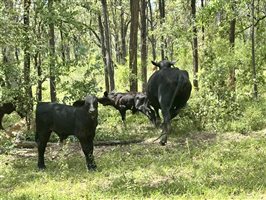 500  Brangus Cows & Calves