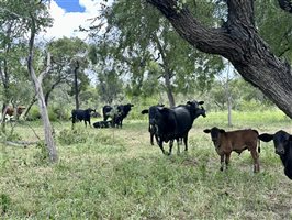 500  Brangus Cows & Calves