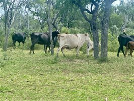 500  Brangus Cows & Calves