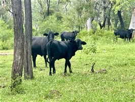 500  Brangus Cows & Calves