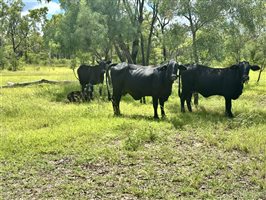 500  Brangus Cows & Calves