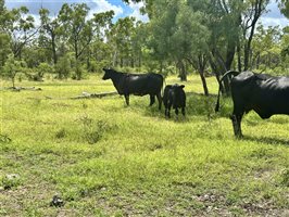 500  Brangus Cows & Calves