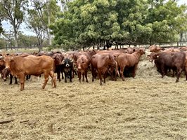 180  Santa Gertrudis Heifers
