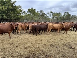 180  Santa Gertrudis Heifers