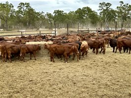 180  Santa Gertrudis Heifers