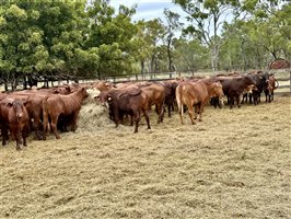 180  Santa Gertrudis Heifers