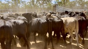 450  Brangus Steers
