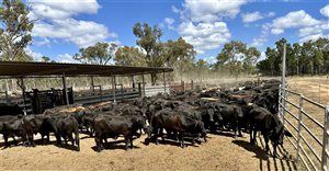 450  Brangus Steers