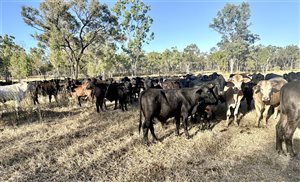 450  Brangus Steers