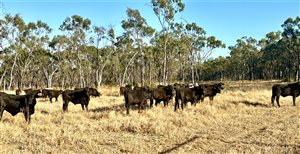 450  Brangus Steers