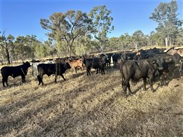 450  Brangus Steers