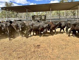 450  Brangus Steers