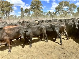 450  Brangus Steers