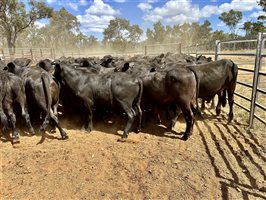 450  Brangus Steers