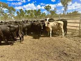 450  Brangus Steers