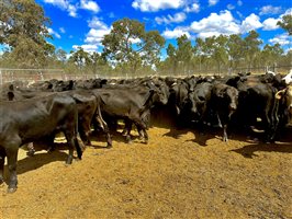 450  Brangus Steers