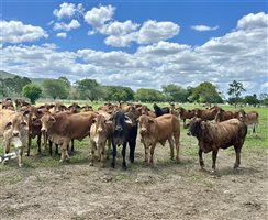 170  Droughtmaster X Brahman Other