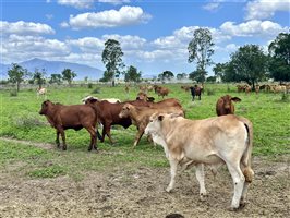 170  Droughtmaster X Brahman Other