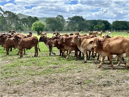 170  Droughtmaster X Brahman Other