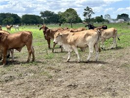 170  Droughtmaster X Brahman Other