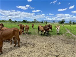 170  Droughtmaster X Brahman Other