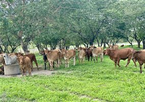 170  Droughtmaster X Brahman Other