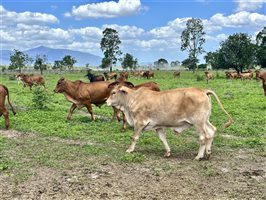 170  Droughtmaster X Brahman Other