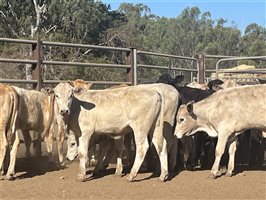 120  Charolais X Brangus Weaners