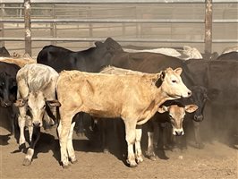 120  Charolais X Brangus Weaners