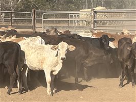 120  Charolais X Brangus Weaners