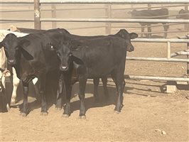 120  Charolais X Brangus Weaners