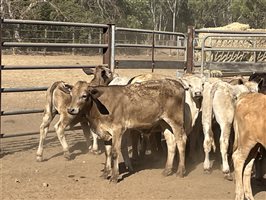 120  Charolais X Brangus Weaners