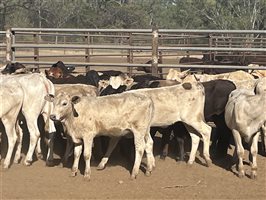 120  Charolais X Brangus Weaners