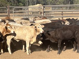 120  Charolais X Brangus Weaners